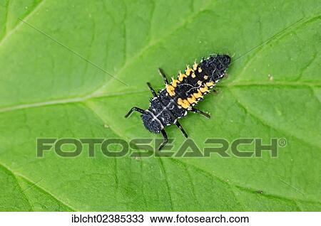 "Asian Lady Beetle (Harmonia axyridis), larva, North Rhine-Westphalia, Germany, Europe" View Large Photo Image Stock Image - "Asian Lady Beetle (Harmonia axyridis), larva, North Rhine-Westphalia, Germany, Europe". Fotosearch
