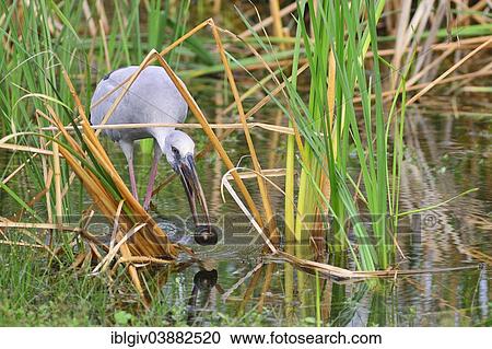 "Asian Openbill Stork (Anastomus oscitans) with a snail in its beak, Bundala National Park, Southern Province, Sri Lanka, Asia" View Large Photo Image Stock Image - "Asian Openbill Stork (Anastomus oscitans) with a snail in its beak, Bundala National Park, Southern Province, Sri Lanka, Asia". Fotosearch