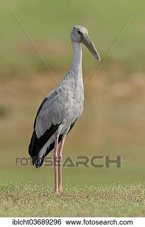 "Asian Openbill Stork (Anastomus oscitans), Uttar Pradesh, India, Asia" View Large Photo Image Stock Photograph - "Asian Openbill Stork (Anastomus oscitans), Uttar Pradesh, India, Asia". Fotosearch