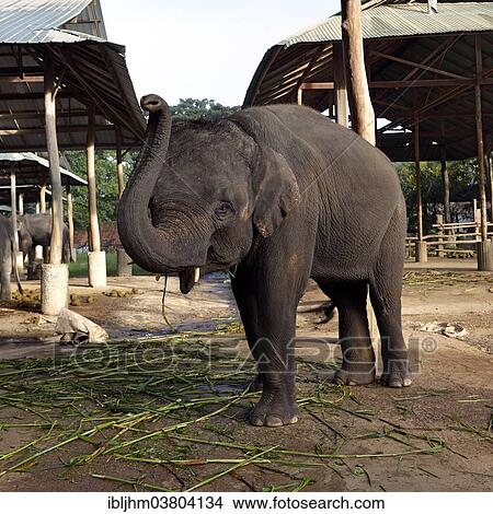 Picture - "Asian or Asiatic Elephant (Elephas maximus) in Maetaman Elephant Camp, Chiang Mai Province, Northern Thailand, Thailand, Asia". Fotosearch