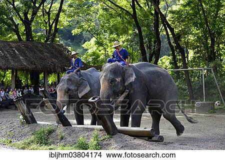 "Asian or Asiatic Elephant (Elephas maximus) during a demonstration in Maetaman Elephant Camp, Chiang Mai Province, Northern Thailand, Thailand, Asia" View Large Photo Image Picture - "Asian or Asiatic Elephant (Elephas maximus) during a demonstration in Maetaman Elephant Camp, Chiang Mai Province, Northern Thailand, Thailand, Asia". Fotosearch