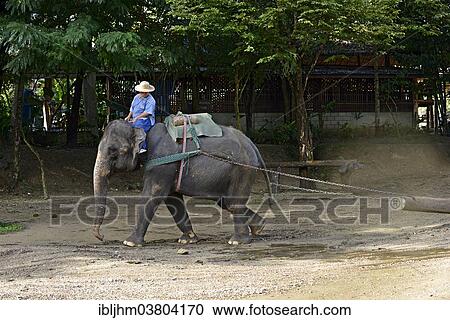 "Asian or Asiatic Elephant (Elephas maximus) during a demonstration in Maetaman Elephant Camp, Chiang Mai Province, Northern Thailand, Thailand, Asia" View Large Photo Image Stock Image - "Asian or Asiatic Elephant (Elephas maximus) during a demonstration in Maetaman Elephant Camp, Chiang Mai Province, Northern Thailand, Thailand, Asia". Fotosearch