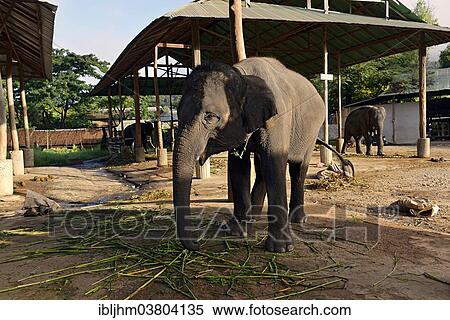 "Asian or Asiatic Elephant (Elephas maximus) in Maetaman Elephant Camp, Chiang Mai Province, Northern Thailand, Thailand, Asia" View Large Photo Image Stock Photography - "Asian or Asiatic Elephant (Elephas maximus) in Maetaman Elephant Camp, Chiang Mai Province, Northern Thailand, Thailand, Asia". Fotosearch