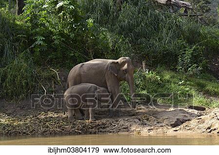 "Asian or Asiatic Elephants (Elephas maximus), cow with a calf, Maetaman Elephant Camp, Chiang Mai Province, Northern Thailand, Thailand, Asia" View Large Photo Image Stock Photo - "Asian or Asiatic Elephants (Elephas maximus), cow with a calf, Maetaman Elephant Camp, Chiang Mai Province, Northern Thailand, Thailand, Asia". Fotosearch