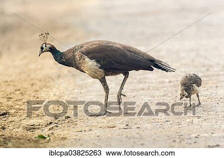Stock Image - "Asian Peacock (Pavo cristatus), female with young bird, Keoladeo National Park, Rajasthan, India, Asia". Fotosearch
