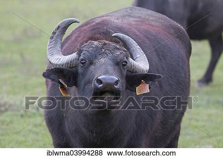 Stock Photo - "Asian Water Buffalo (Bubalus arnee), Hortobagy, Hungary, Europe". Fotosearch