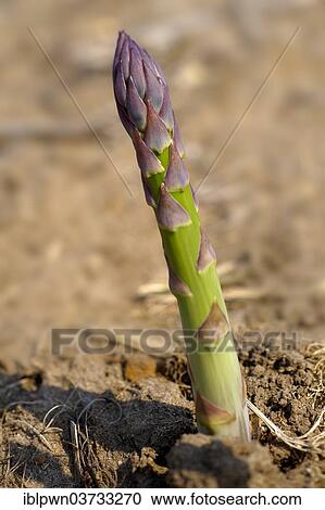 Stock Image - Asparagus growing in the field. Fotosearch