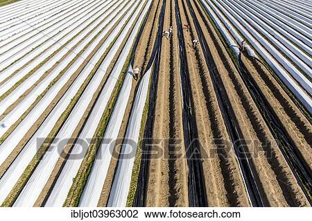 "Asparagus harvest, workers covering asparagus dams with plastic sheets, Walbeck, Niederrhein or Lower Rhine region, North Rhine-Westphalia, Germany, Europe" View Large Photo Image Stock Image - "Asparagus harvest, workers covering asparagus dams with plastic sheets, Walbeck, Niederrhein or Lower Rhine region, North Rhine-Westphalia, Germany, Europe". Fotosearch