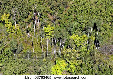 "Aspen forest in Betatakin Canyon, Navajo National Monument, Flagstaff, Arizona, United States, North America" View Large Photo Image Stock Photography - "Aspen forest in Betatakin Canyon, Navajo National Monument, Flagstaff, Arizona, United States, North America". Fotosearch