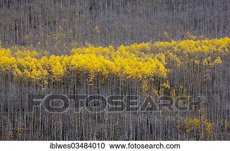 Stock Image - "Aspen trees (Populus tremula) in autumn, Kenosha Pass, Pike National Forest, Jefferson, Colorado, United States, North America". Fotosearch