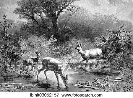 "At the forest pond, illustration from the Yearbook of Modern Art in Master Woodcuts, 1900" View Large Photo Image Stock Photo - "At the forest pond, illustration from the Yearbook of Modern Art in Master Woodcuts, 1900". Fotosearch