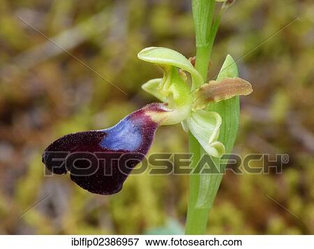"Atlantic Bee Orchid (Ophrys atlantica), close-up of flower, Andalucia, Spain, Europe" View Large Photo Image Stock Photo - "Atlantic Bee Orchid (Ophrys atlantica), close-up of flower, Andalucia, Spain, Europe". Fotosearch