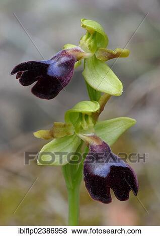 "Atlantic Bee Orchid (Ophrys atlantica), close-up of flowers, Andalucia, Spain, Europe" View Large Photo Image Stock Photo - "Atlantic Bee Orchid (Ophrys atlantica), close-up of flowers, Andalucia, Spain, Europe". Fotosearch