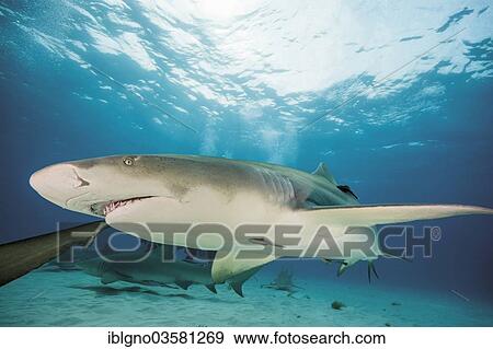 "Atlantic Lemon Shark (Negaprion brevirostris), Bahamas, North America" View Large Photo Image Stock Photo - "Atlantic Lemon Shark (Negaprion brevirostris), Bahamas, North America". Fotosearch