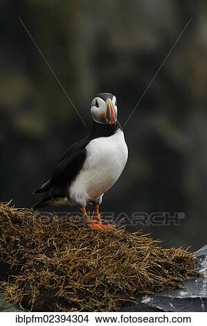 "Atlantic Puffin (Fratercula arctica), Vik, Iceland, Europe" View Large Photo Image Picture - "Atlantic Puffin (Fratercula arctica), Vik, Iceland, Europe". Fotosearch