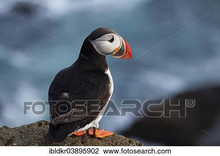 "Atlantic Puffin (Fratercula arctica), Westfjords, Iceland, Europe" View Large Photo Image Stock Image - "Atlantic Puffin (Fratercula arctica), Westfjords, Iceland, Europe". Fotosearch