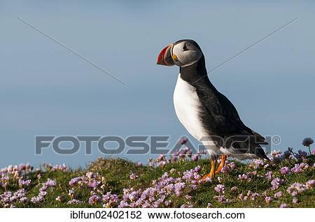"Atlantic Puffin (Fratercula arctica), Shetland Islands, Scotland, United Kingdom, Europe" View Large Photo Image Stock Image - "Atlantic Puffin (Fratercula arctica), Shetland Islands, Scotland, United Kingdom, Europe". Fotosearch