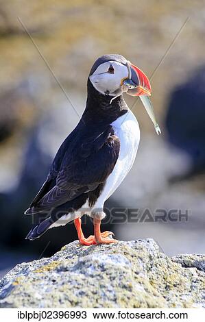 Stock Image - "Atlantic Puffin (Fratercula arctica) with prey, Iceland, Europe". Fotosearch
