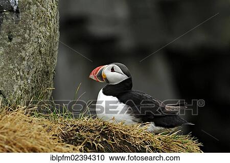 Stock Image - "Atlantic Puffin (Fratercula arctica), Vik, Iceland, Europe". Fotosearch