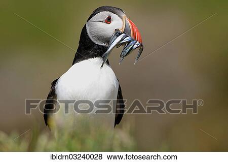 Stock Photo - "Atlantic Puffin (Fratercula arctica) with fish in its beak, Lunga, Slate Islands, Scottland, United Kingdom, Europe". Fotosearch