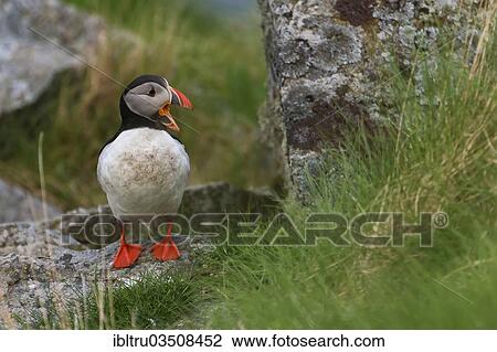 "Atlantic Puffin or Common Puffin (Fratercula arctica), Runde, More og Romsdal, Norway, Europe" View Large Photo Image Stock Image - "Atlantic Puffin or Common Puffin (Fratercula arctica), Runde, More og Romsdal, Norway, Europe". Fotosearch