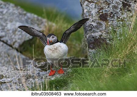 "Atlantic Puffin or Common Puffin (Fratercula arctica) flapping its wings, Runde, More og Romsdal, Norway, Europe" View Large Photo Image Stock Image - "Atlantic Puffin or Common Puffin (Fratercula arctica) flapping its wings, Runde, More og Romsdal, Norway, Europe". Fotosearch