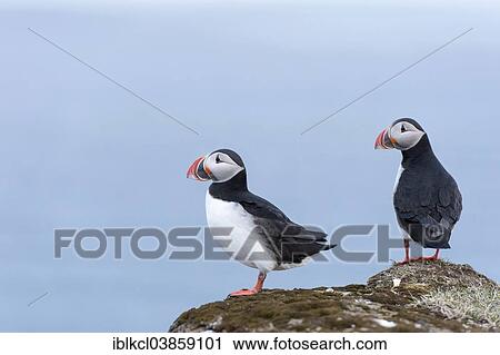 "Atlantic Puffins (Fratercula arctica), Iceland, Europe" View Large Photo Image Stock Image - "Atlantic Puffins (Fratercula arctica), Iceland, Europe". Fotosearch