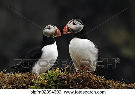 "Atlantic Puffins (Fratercula arctica), Vik, Iceland, Europe" View Large Photo Image Stock Image - "Atlantic Puffins (Fratercula arctica), Vik, Iceland, Europe". Fotosearch