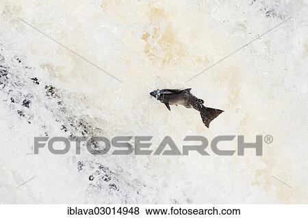 Stock Photo - "Atlantic salmon (Salmo salar) leaping The Falls of Shin, Falls of Shin, Lairg, Sutherland County, Highland, Scotland, United Kingdom, Europe". Fotosearch