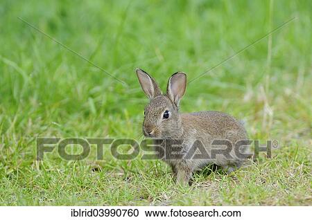 "Attentive young European rabbit (Oryctolagus cuniculus), North Rhine-Westphalia, Germany, Europe" View Large Photo Image Stock Image - "Attentive young European rabbit (Oryctolagus cuniculus), North Rhine-Westphalia, Germany, Europe". Fotosearch
