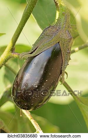 "Aubergine or Eggplant (Solanum melongena), fruit" View Large Photo Image Stock Image - "Aubergine or Eggplant (Solanum melongena), fruit". Fotosearch