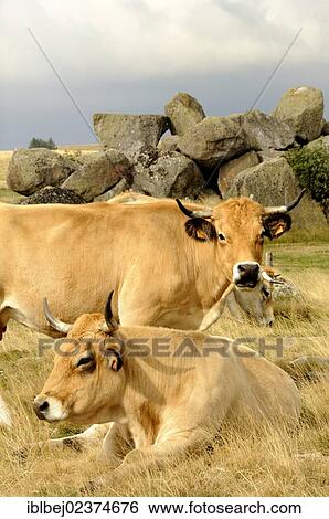 Stock Photograph - "Aubrac cattle, Aubrac, Lozere, France, Europe". Fotosearch