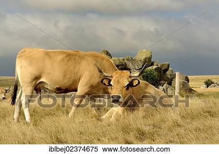 Stock Photography - "Aubrac cattle, Aubrac, Lozere, France, Europe". Fotosearch