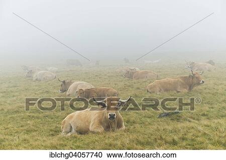"Aubrac cattle herd, Croix-Morand pass, Parc Naturel Regional des Volcans d'Auvergne, Regional Nature Park of the Volcanoes of Auvergne, Puy de Dome, Auvergne, France, Europe" View Large Photo Image Stock Image - "Aubrac cattle herd, Croix-Morand pass, Parc Naturel Regional des Volcans d'Auvergne, Regional Nature Park of the Volcanoes of Auvergne, Puy de Dome, Auvergne, France, Europe". Fotosearch