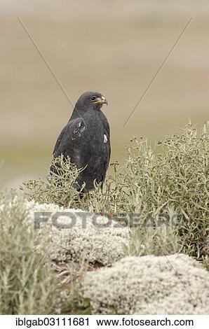 Stock Image - "Augur Buzzard or North African Jackal buzzard (Buteo augur), Bale Mountains National Park, Bale Zone, Oromia Region, Ethiopia, Africa". Fotosearch