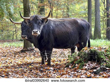 "Aurochs (Bos primigenius), Baden-Wurttemberg, Germany, Europe" View Large Photo Image Stock Image - "Aurochs (Bos primigenius), Baden-Wurttemberg, Germany, Europe". Fotosearch
