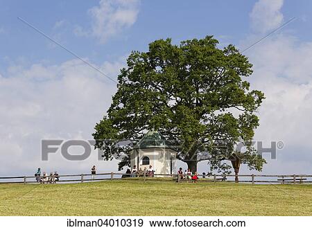 Stock Photo - "Aussichtskapelle or look out chapel, with Luitpold oak tree, near Torwang, Samerberg, Chiemgau, Upper Bavaria, Bavaria, Germany, Europe". Fotosearch