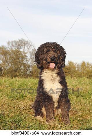 Picture - "Aussiedoodle, male dog, 3 years, sitting on grass". Fotosearch