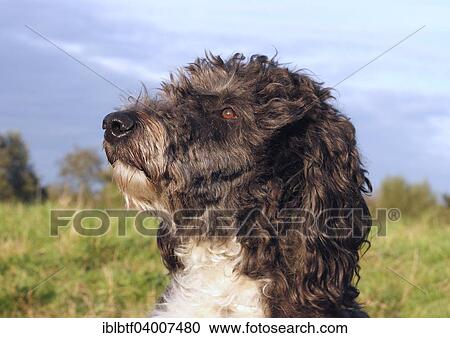 "Aussiedoodle, male dog, 3 years" View Large Photo Image Stock Image - "Aussiedoodle, male dog, 3 years". Fotosearch