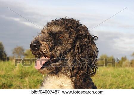 "Aussiedoodle, male dog, 3 years" View Large Photo Image Stock Photo - "Aussiedoodle, male dog, 3 years". Fotosearch