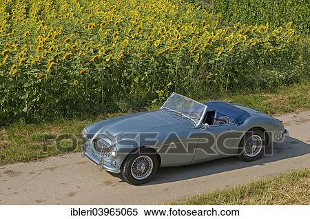 "Austin-Healey 3000, built in 1959" View Large Photo Image Stock Photography - "Austin-Healey 3000, built in 1959". Fotosearch