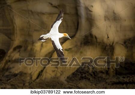 "Australasian Gannet (Morus serrator), Muriwai Beach, Auckland Region, North Island, New Zealand, Oceania" View Large Photo Image Stock Image - "Australasian Gannet (Morus serrator), Muriwai Beach, Auckland Region, North Island, New Zealand, Oceania". Fotosearch