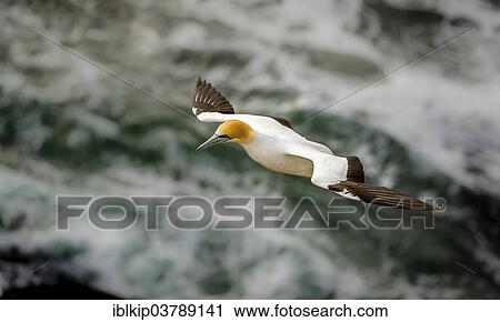 "Australasian Gannet (Morus serrator) in flight, Muriwai Beach, Auckland Region, North Island, New Zealand, Oceania" View Large Photo Image Stock Image - "Australasian Gannet (Morus serrator) in flight, Muriwai Beach, Auckland Region, North Island, New Zealand, Oceania". Fotosearch