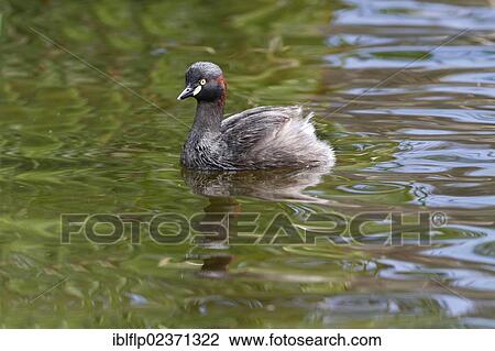 "Australasian Grebe (Tachybaptus novaehollandiae), adult male, swimming on lake, Perth, Western Australia, Australia, Oceania" View Large Photo Image Stock Image - "Australasian Grebe (Tachybaptus novaehollandiae), adult male, swimming on lake, Perth, Western Australia, Australia, Oceania". Fotosearch