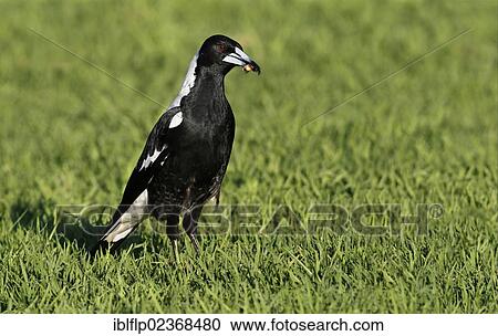 "Australasian Magpie (Gymnorhina tibicen), adult, feeding, with insect in beak, standing on grass, Western Australia, Australia, Oceania" View Large Photo Image Stock Image - "Australasian Magpie (Gymnorhina tibicen), adult, feeding, with insect in beak, standing on grass, Western Australia, Australia, Oceania". Fotosearch