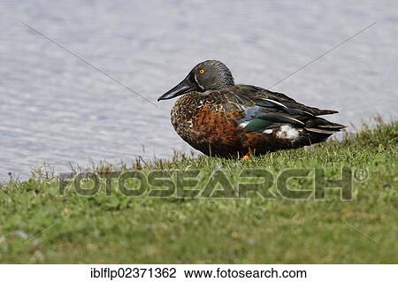 "Australasian Shoveler (Anas rhynchotis), adult male, standing at edge of water, Perth, Western Australia, Australia, Oceania" View Large Photo Image Stock Image - "Australasian Shoveler (Anas rhynchotis), adult male, standing at edge of water, Perth, Western Australia, Australia, Oceania". Fotosearch