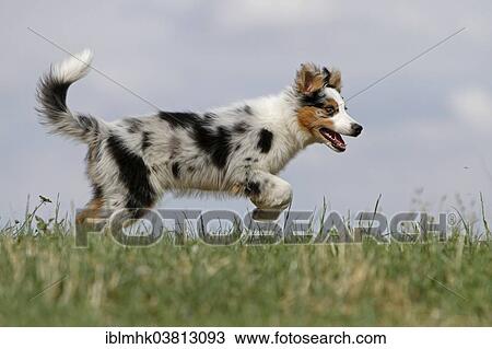 "Australia Shepherd, 3 months, running over meadow, Germany, Europe" View Large Photo Image Stock Image - "Australia Shepherd, 3 months, running over meadow, Germany, Europe". Fotosearch