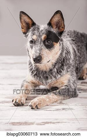 "Australian Cattle Dog, ACD or Cattle Dog, young, lying down" View Large Photo Image Stock Image - "Australian Cattle Dog, ACD or Cattle Dog, young, lying down". Fotosearch