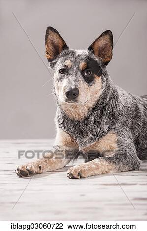 "Australian Cattle Dog, ACD or Cattle Dog, young, lying down" View Large Photo Image Stock Image - "Australian Cattle Dog, ACD or Cattle Dog, young, lying down". Fotosearch