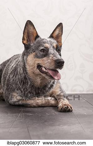 "Australian Cattle Dog, ACD or Cattle Dog, young, lying down" View Large Photo Image Stock Photo - "Australian Cattle Dog, ACD or Cattle Dog, young, lying down". Fotosearch
